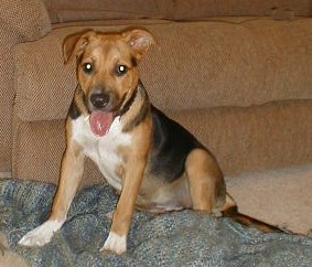 Bailey6mths.JPG (25368 bytes)