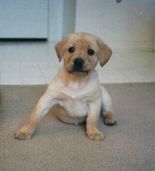 dog6mont.jpg (27214 bytes)